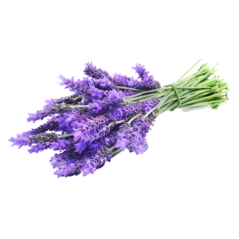 Lavendel, Zutat des Duchamp's Punch