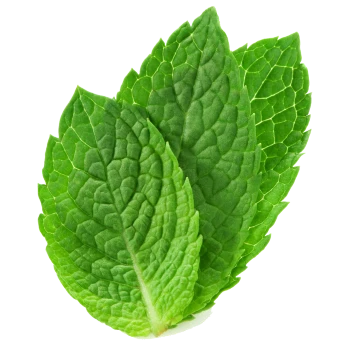 Frischer Minze, Zutat des The Laverstoke